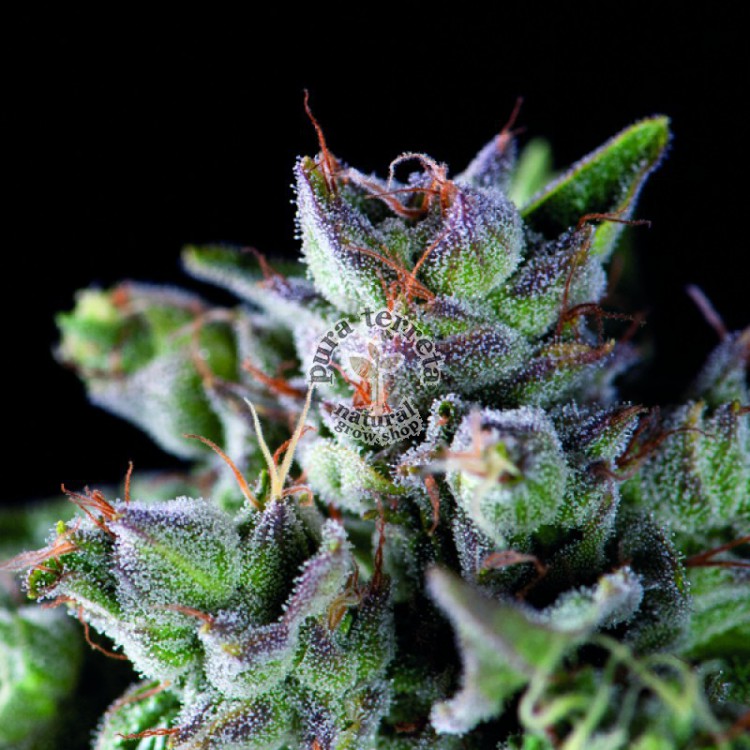 Gorila Pyramid Seeds