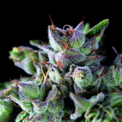 Gorila Pyramid Seeds