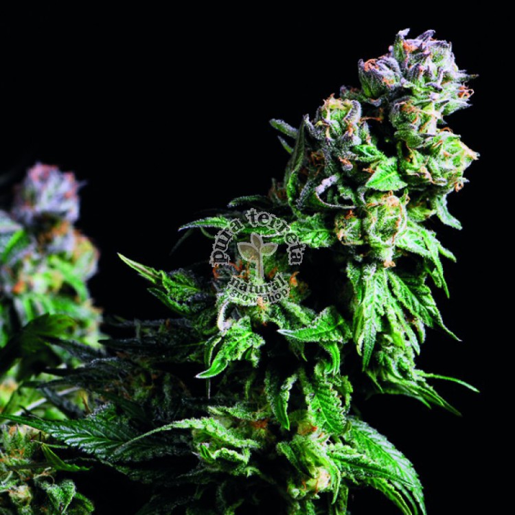 Purple Urkle Pyramid Seeds