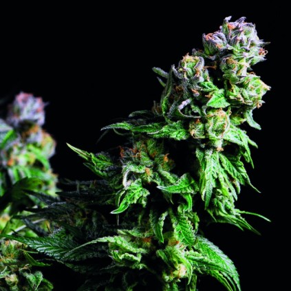 Purple Urkle Pyramid Seeds