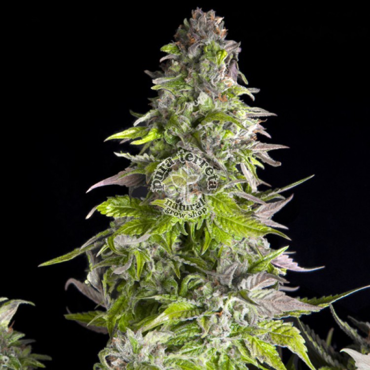 Romulan Pyramid Seeds
