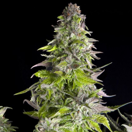 Romulan Pyramid Seeds