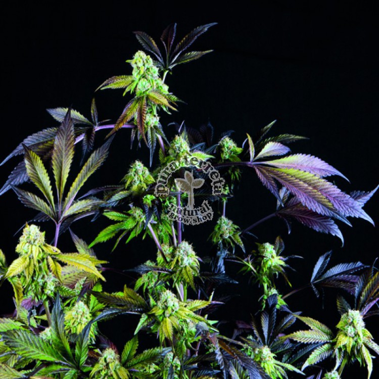 Sunset Sherbet Pyramid Seeds