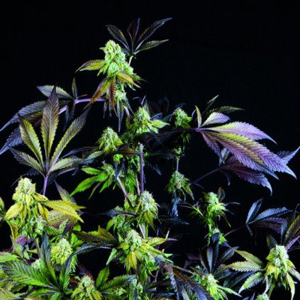 Sunset Sherbet Pyramid Seeds