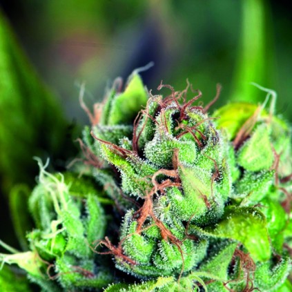 Tahoe Cure Pyramid Seeds