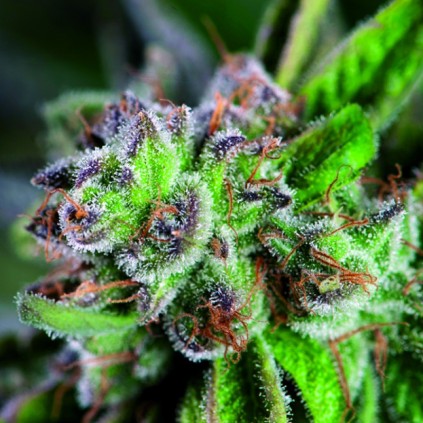 Watermelon Zkittlez Pyramid Seeds