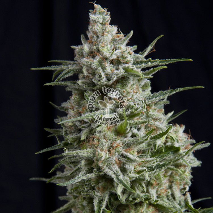 Anesthesia CBD Pyramid Seeds
