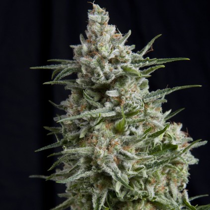 Anesthesia CBD Pyramid Seeds