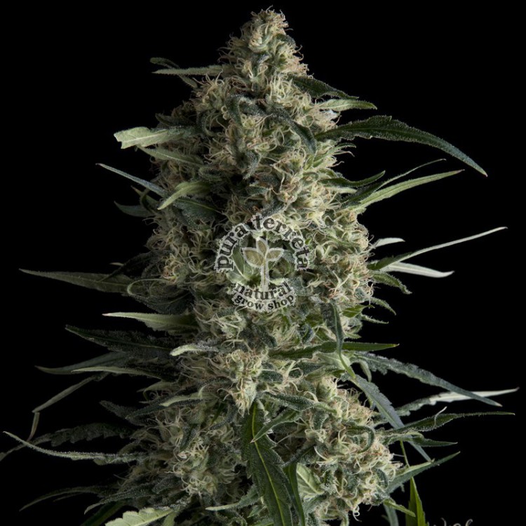 Galaxy CBD Pyramid Seeds