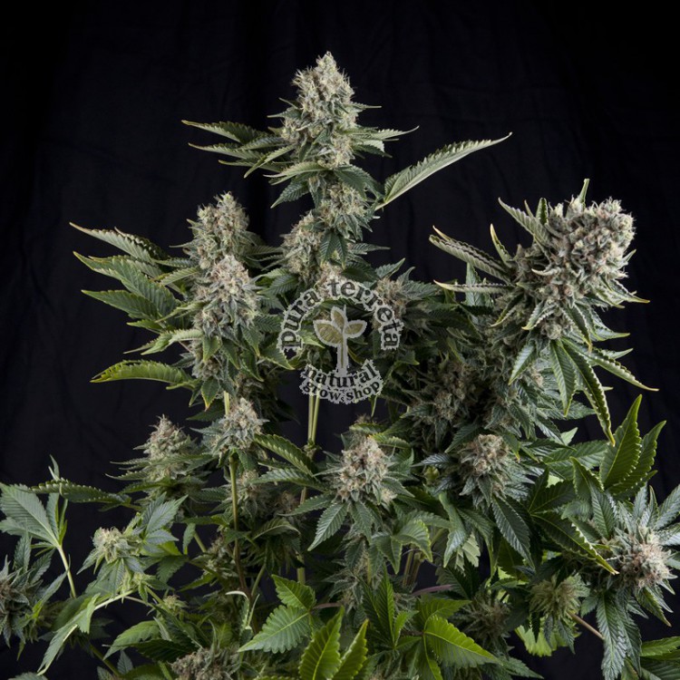 White Widow CBD Pyramid Seeds