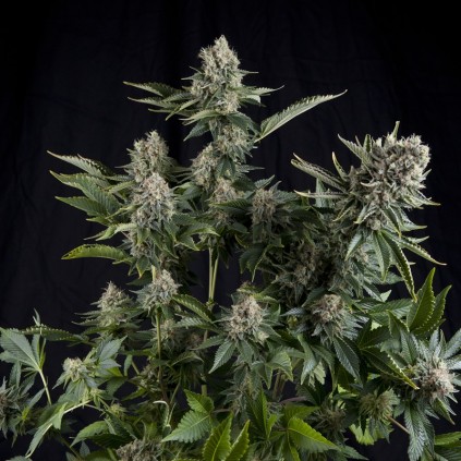 White Widow CBD Pyramid Seeds