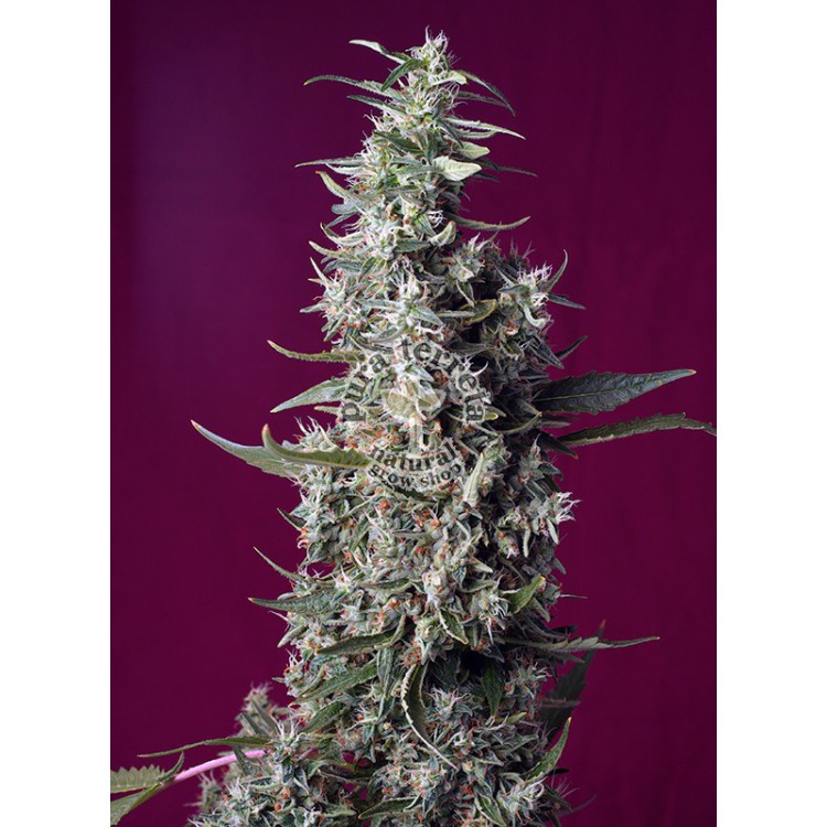 Sweet Cherry Pie
