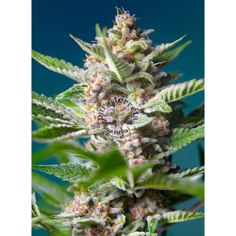 Purple Punch OG Sweet Seeds