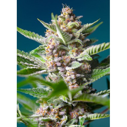 Purple Punch OG Sweet Seeds