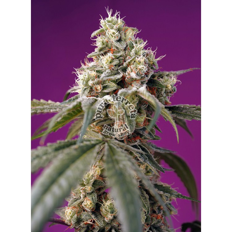 Bruce Banner Auto Sweet Seeds