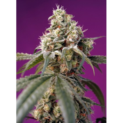 Bruce Banner Auto Sweet Seeds