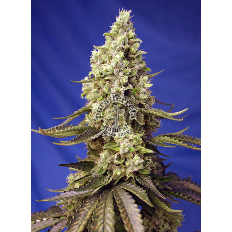 Runtz XL Auto Sweet Seeds