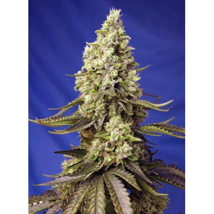 Runtz XL Auto Sweet Seeds