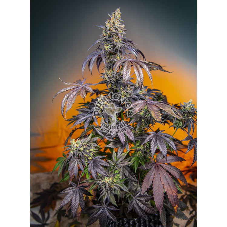 Red Gorilla Girl XL Auto