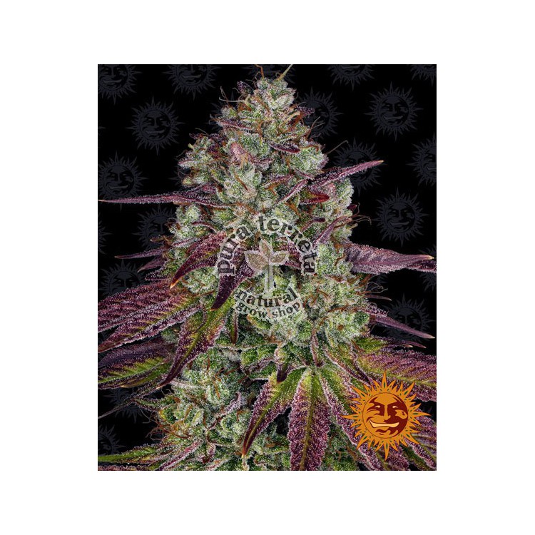 Mimosa Evo Barney´s Farm