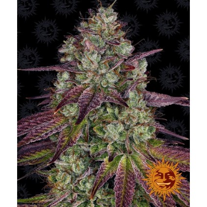 Mimosa Evo Barney´s Farm