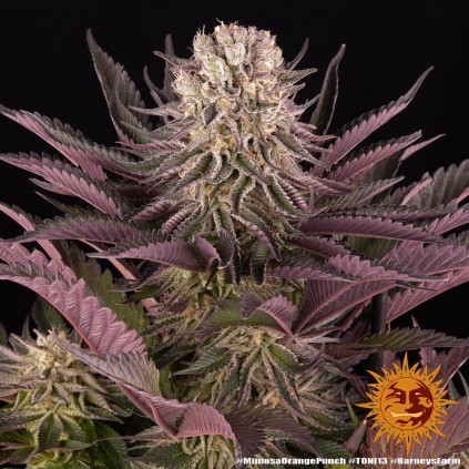Mimosa x Orange Punch Barney´s Farm