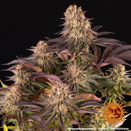Mimosa x Orange Punch Barney´s Farm