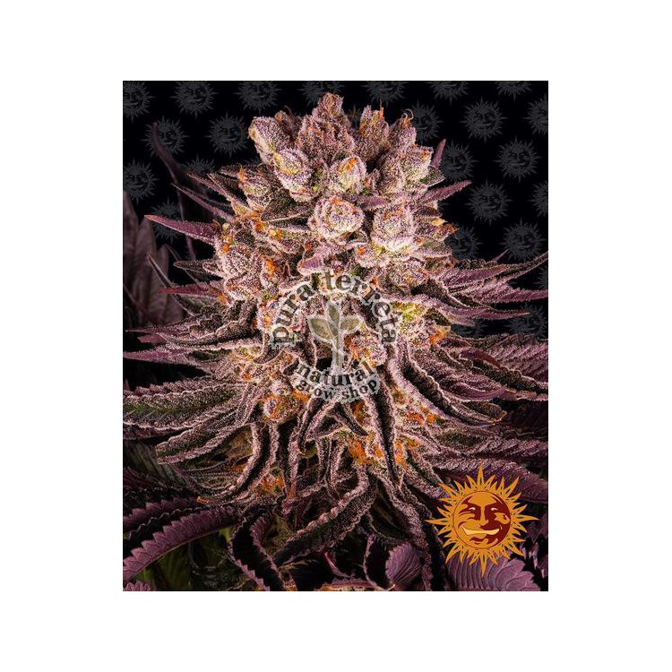 Mimosa x Orange Punch Barney´s Farm