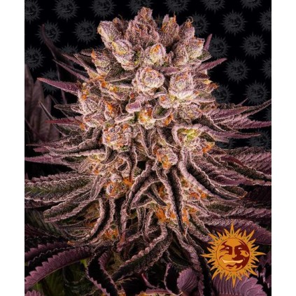 Mimosa x Orange Punch Barney´s Farm