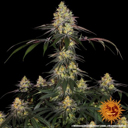 Watermelon Zkittlez Barney´s Farm