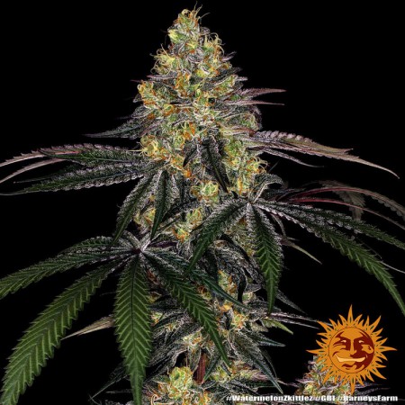 Watermelon Zkittlez Barney´s Farm