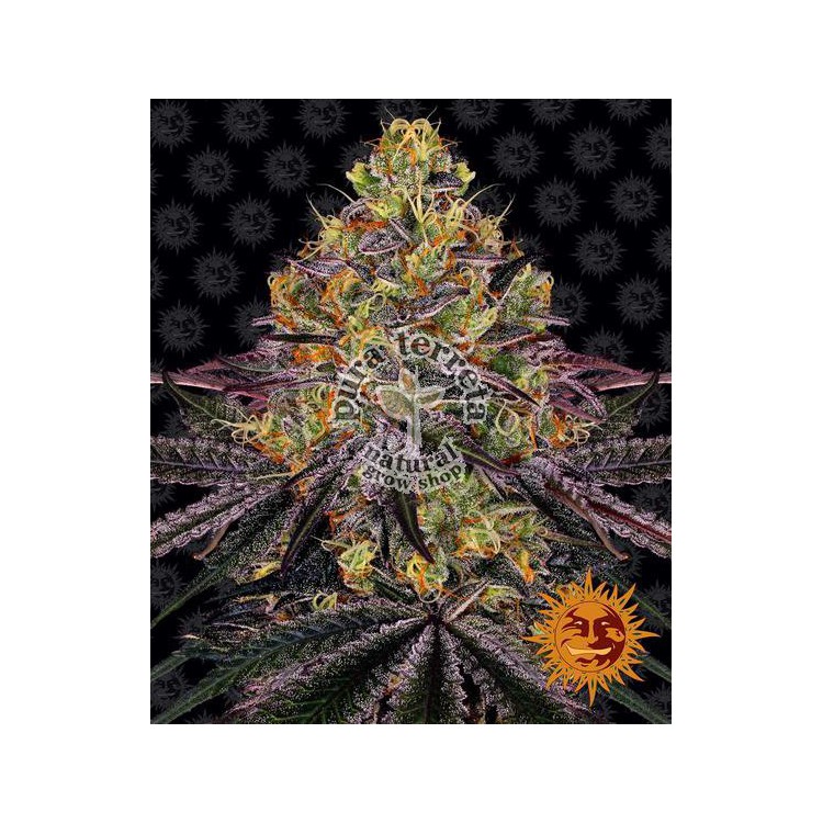 Watermelon Zkittlez Barney´s Farm