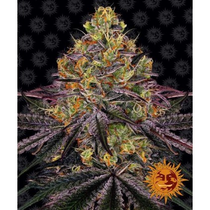 Watermelon Zkittlez Barney´s Farm