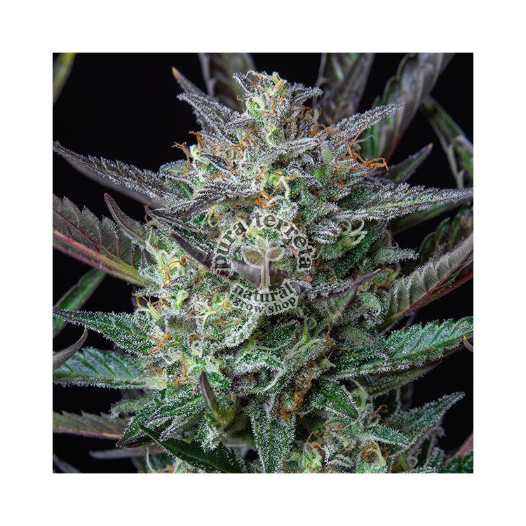 Purple Punch Automatic RQS