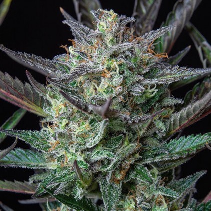 Purple Punch Automatic RQS
