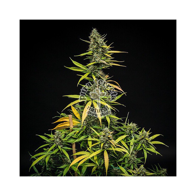 Mimosa Automatic RQS