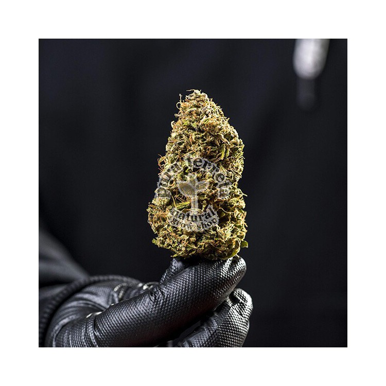 Haze Berry Automatic RQS