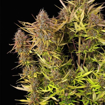 Purple Queen Automatic RQS