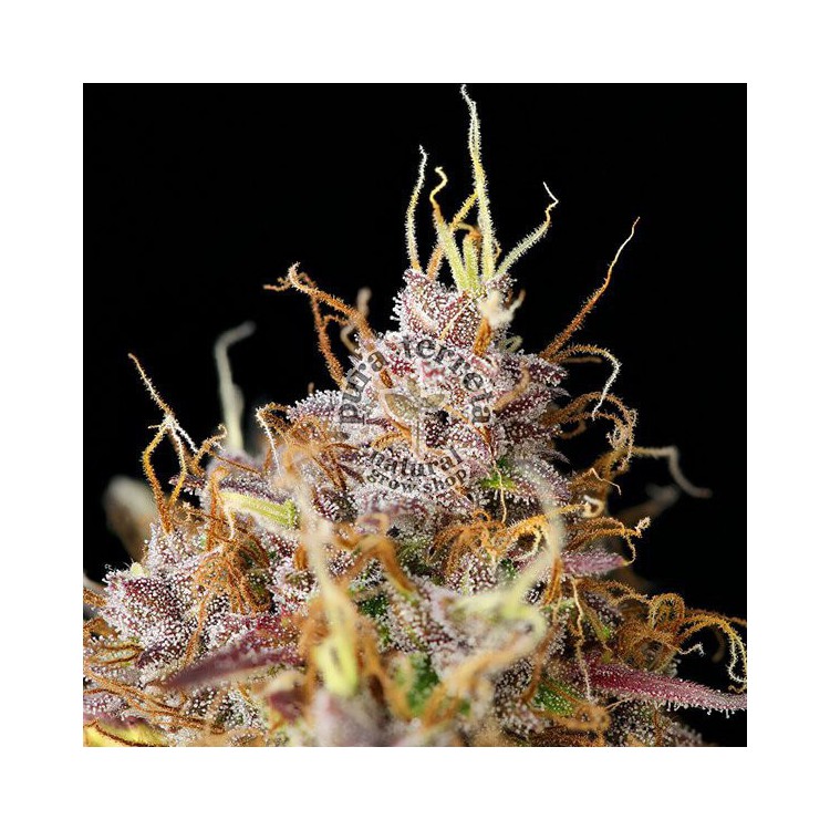 Purple Queen Automatic RQS