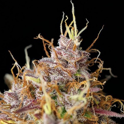 Purple Queen Automatic RQS
