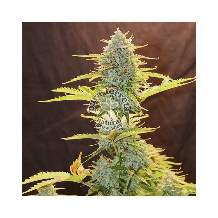 Fat Banana Automatic RQS