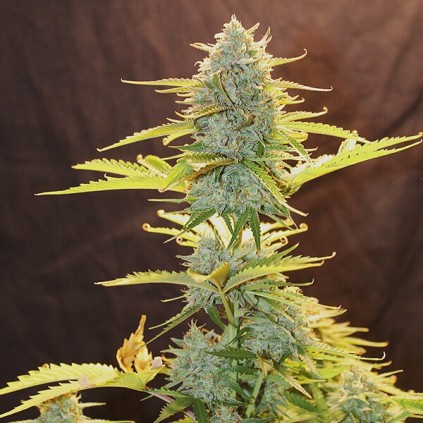 Fat Banana Automatic RQS