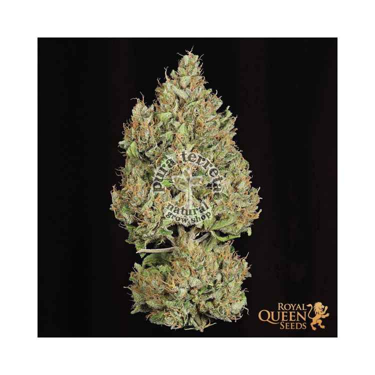 Royal Cookies Automatic RQS