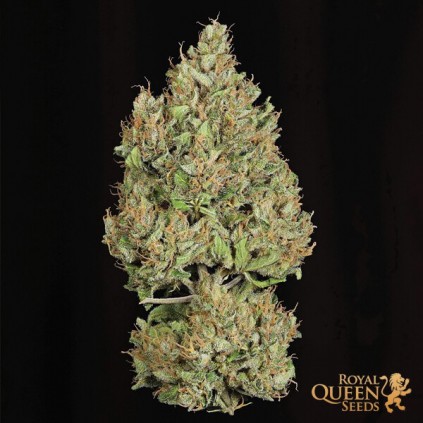 Royal Cookies Automatic RQS