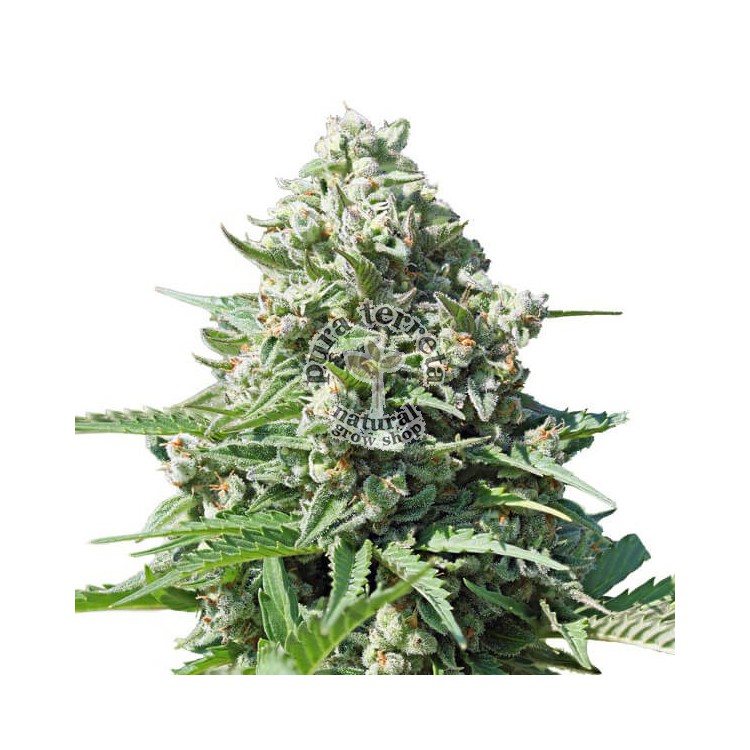 Royal Gorilla Automatic RQS