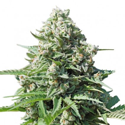 Royal Gorilla Automatic RQS