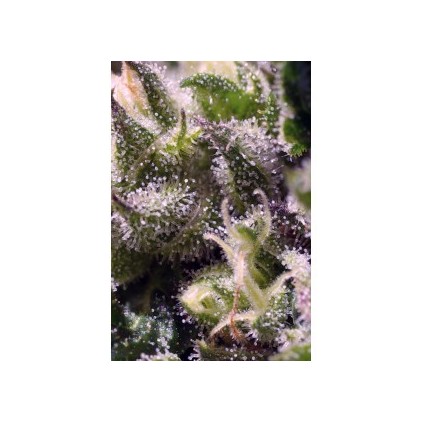 Cream Caramel Auto Sweet Seeds