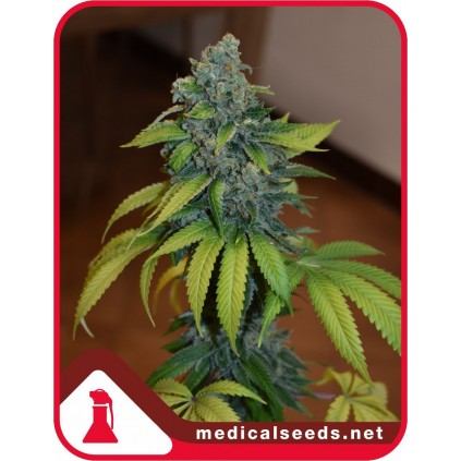 Zkittlez Medical Seeds
