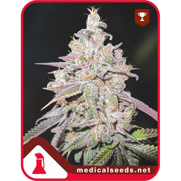 Mendocino Channel Kush
