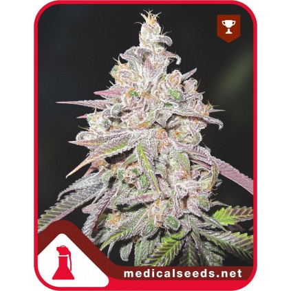 Mendocino Channel Kush